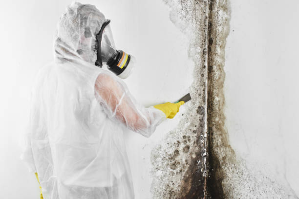 Professional Mold Remediation in Bridgeport, WA