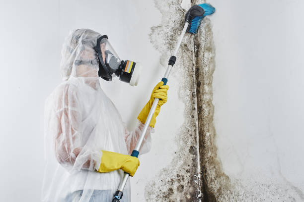 Best Emergency Mold Remediation in Bridgeport, WA