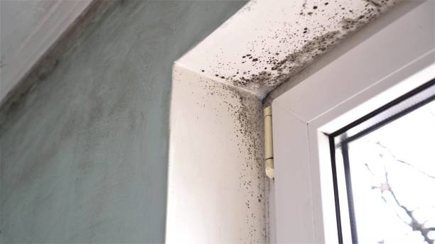 Best DIY Mold Remediation Support Services in Bridgeport, WA