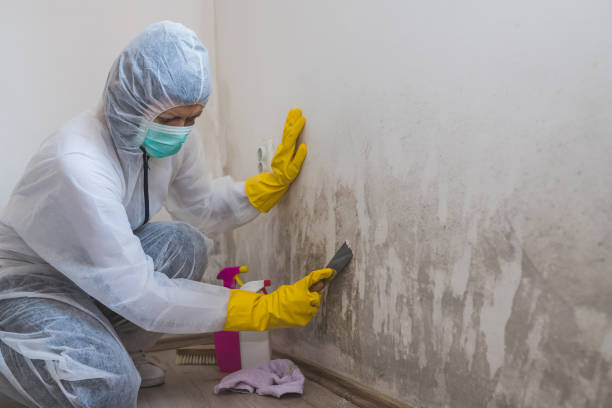 Best Mold Remediation for Specific Building Types in Bridgeport, WA