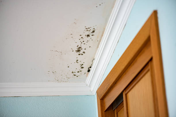 Best Preventive Mold Services in Bridgeport, WA