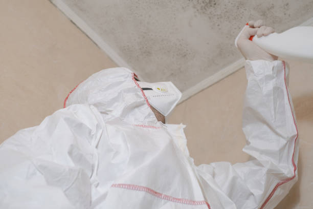 Best Bathroom Mold Remediation in Bridgeport, WA