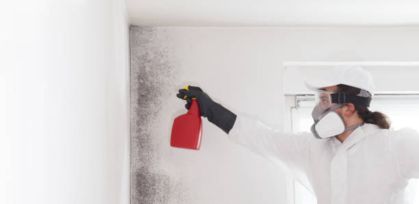 Reliable Bridgeport, WA Mold Remediation Solutions