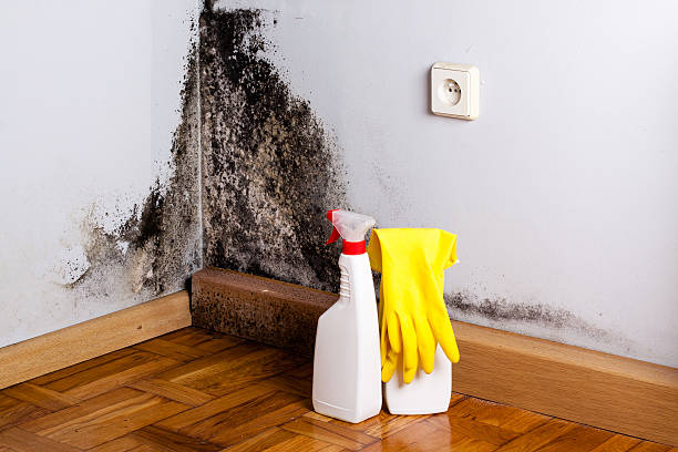 Best Post-Flood Mold Remediation in Bridgeport, WA